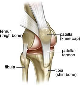 patella.jpg