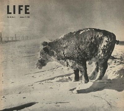 frozencow.jpg