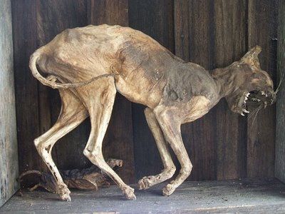 mummified%20cat.jpg
