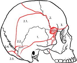 skull1.jpg