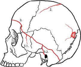 skull2.jpg