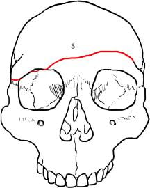 skull3.jpg