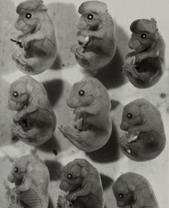 mouse-embryo.jpg