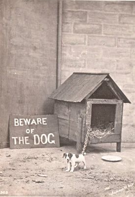 dog.jpg