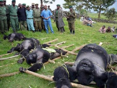 slaughtered%20gorillas.jpg