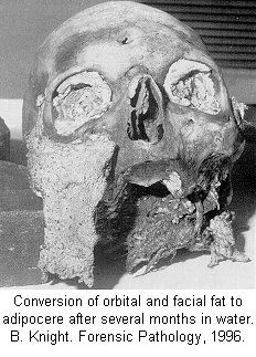 tcfor063.jpg