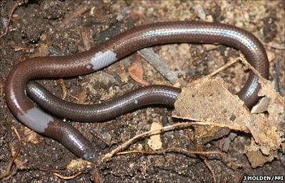 _52638963_leglesslizardfromsamkos13-02-16.jpg
