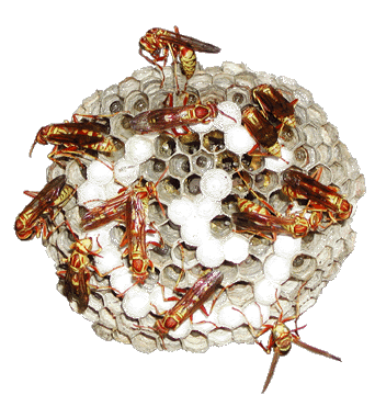 paper_wasp_htm_txt_paperwasp.gif