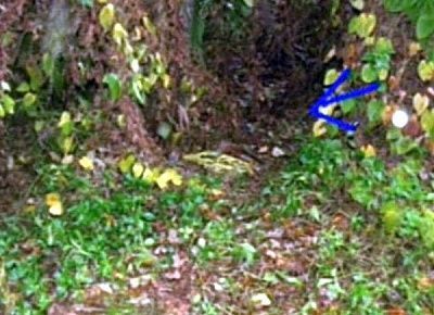 casey_anthony_crime_scene_04.jpg