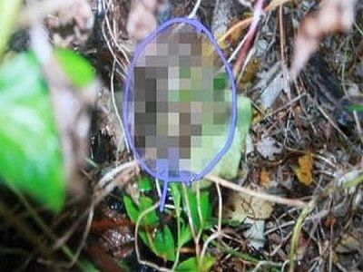 casey_anthony_crime_scene_10.jpg