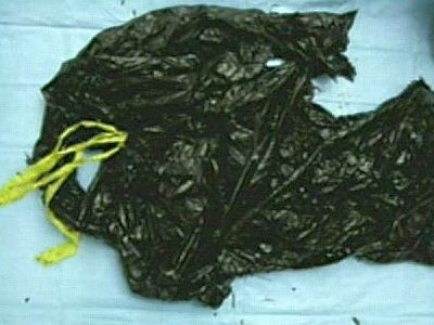 casey_anthony_crime_scene_12.jpg