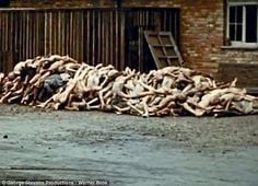 726b97266b507a33522e15590c6d6916--the-holocaust-holocaust-stories.jpg