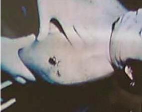 Ted-Bundy-5-285x225.jpg