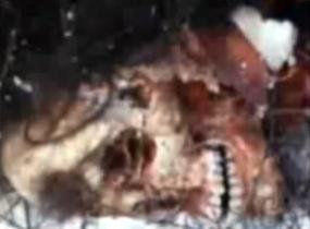 Ted-Bundy-Victim-12-285x210.jpg
