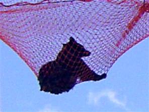 bear6.jpg