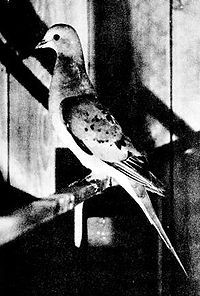 200px-Passengerpigeon.jpg