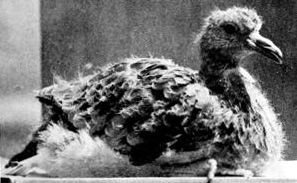 Young_passenger_pigeon.jpg