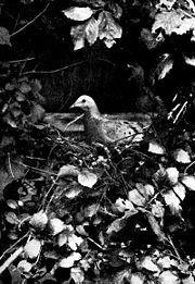 180px-Birdonnest.jpg