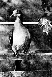 180px-E._migratorius.jpg