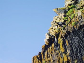 krpuffin.jpg