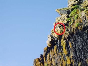 puffin.jpg