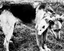 chien310.jpg