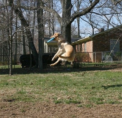 frisbee.jpg