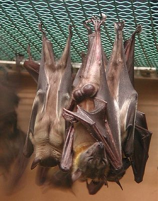 3011-sleeping-bats.jpg