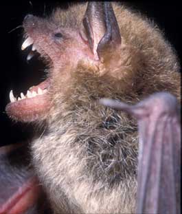 080306bat.jpg