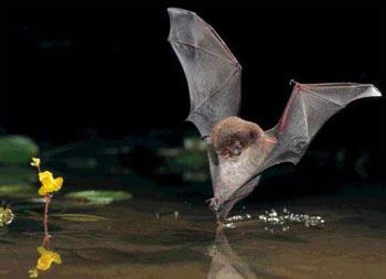bat-image.jpg