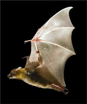 bat2.jpg