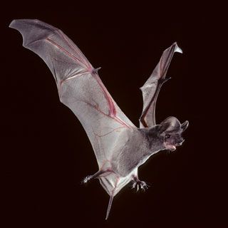 bats-in-history-and-world_1.jpg