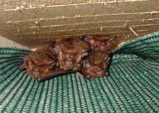 bats.jpg