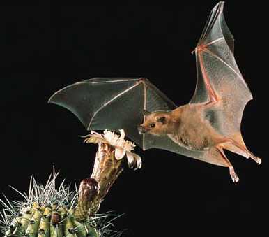 birds_bees_bats_2.jpg