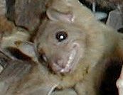 smilingbat.jpg