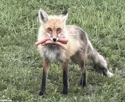 fox.jpg