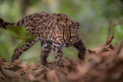 2026-09-17t154146z_238128909_rc2kanac4y4w_rtrmadp_3_science-cat-1200x800.jpg