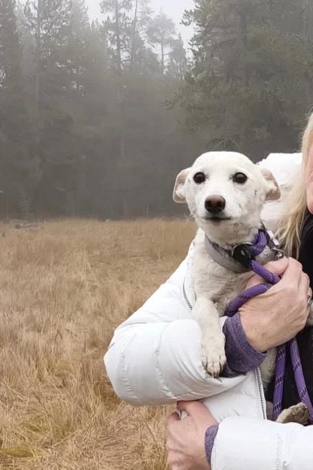 Luna, a Small Dog Missing for Over a Month in Yellowstone, is Found - Luna
