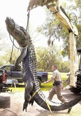 gatoroncrane.jpg