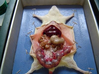 cut_rat_2.jpg