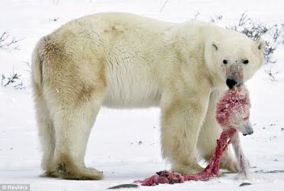 polar_bear_eats_baby_cub_01.jpg