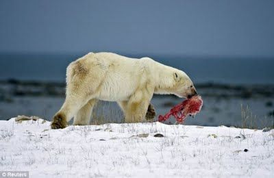polar_bear_eats_baby_cub_02.jpg