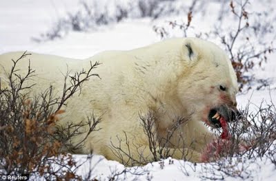 polar_bear_eats_baby_cub_03.jpg
