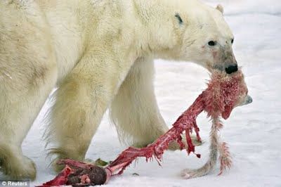 polar_bear_eats_baby_cub_04.jpg