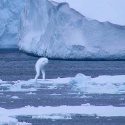 antarctic_humanoid_3.jpg