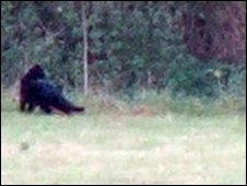 _47364449_police_bigblackcat1.jpg