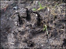 _47363740_pawprint2.jpg