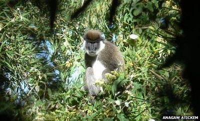 _47543533_balemonkey.jpg