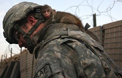 soldier-monkey_1014697i.jpg