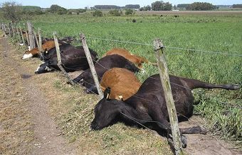 cows_in_Ururguay_killed_by_lightning_July-2009.jpg